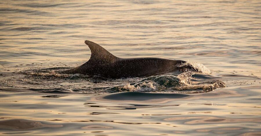 Pula: Brijuni National Park Sunset, Dolphins & Dinner Cruise - Who Will Enjoy This Cruise Most