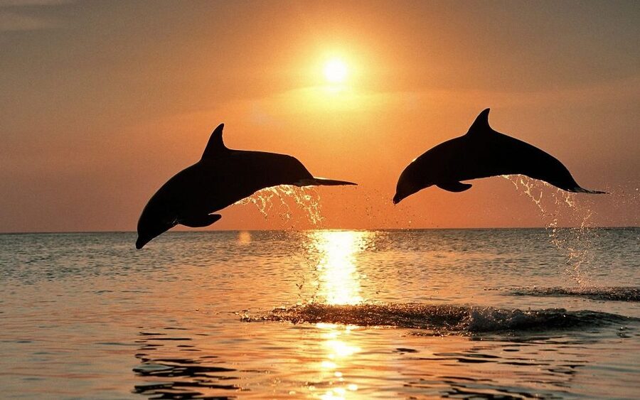 Pula: Dolphin&Sunset Cruise in Brijuni with Dinner&Drinks - Quick take: the details that matter most