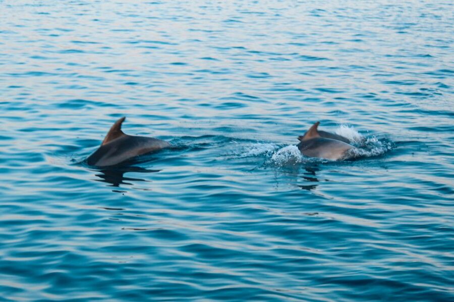 Pula: Dolphin&Sunset Cruise in Brijuni with Dinner&Drinks - Small details that can improve your evening