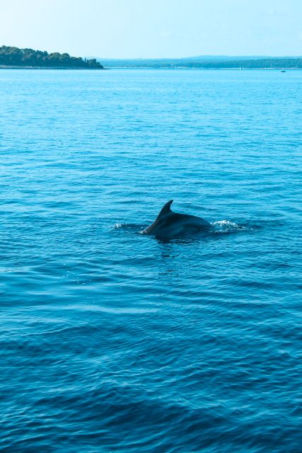 Pula: Dolphin&Sunset Cruise in Brijuni with Dinner&Drinks - Leaving Pula on the Europa boat