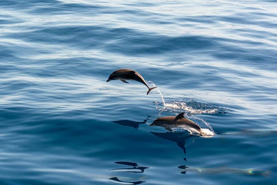 Pula: Dolphin&Sunset Cruise in Brijuni with Dinner&Drinks - Waiting for dolphins in the open Adriatic