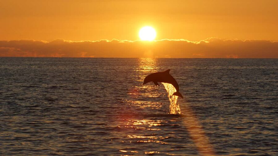 Pula: Dolphin Sunset Cruise to Brijuni with Dinner & Drinks - Searching for dolphins near Brijuni National Park