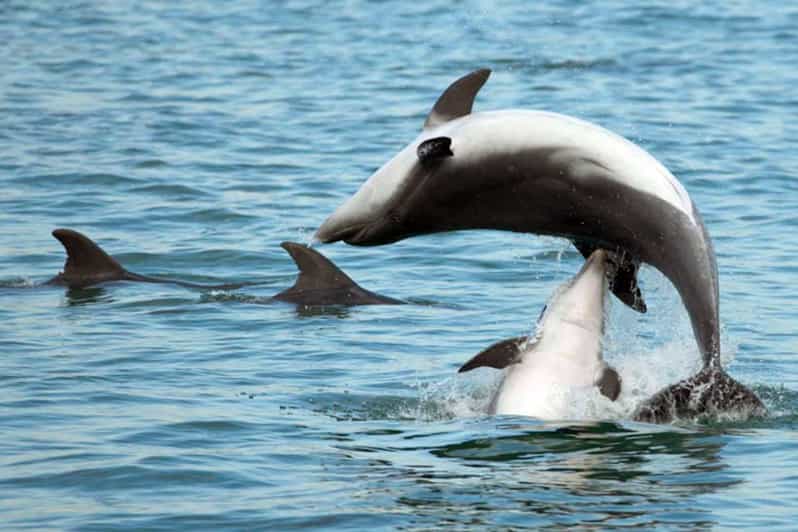 Pula Dolphin Watching Boat Trip - Should you book the Pula dolphin cruise?