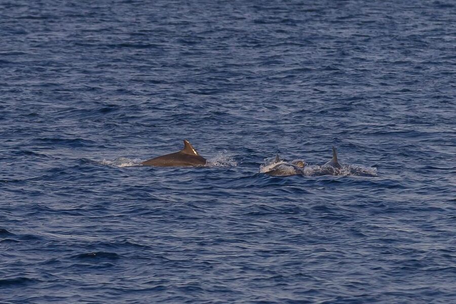 Pula: Dolphin Watching Sunset Cruise with Dinner & Drinks - Key Details Before You Book