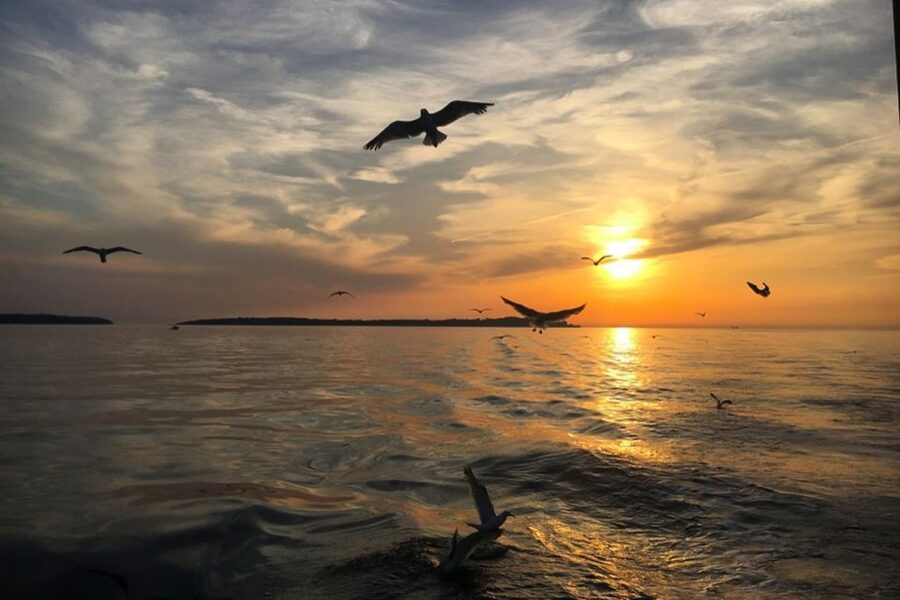 Pula: Dolphin Watching Sunset Cruise with Dinner & Drinks - Sunset Across the Sea and Pula’s Lighting Giants