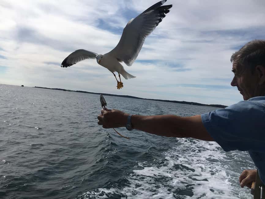 Pula: Dolphin Watching Sunset Cruise with Dinner & Drinks - Practical Advice for a Better Cruise
