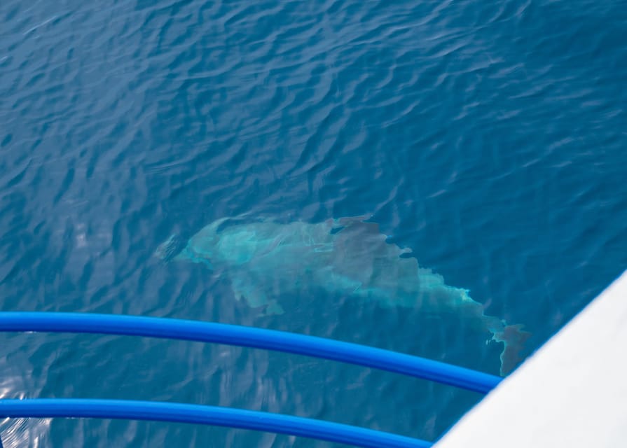 Pula: Private Dolphins & Sunset Tour With Dinner & Drinks - Sunset over the Adriatic, then Pula by night