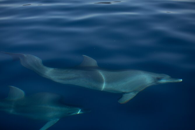 Pula: Private Golden Hour Sail - Dolphins, Drinks & Brijuni Views - Key points at a glance