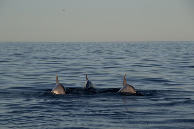 Pula: Private Golden Hour Sail - Dolphins, Drinks & Brijuni Views - How the skipper shapes the experience