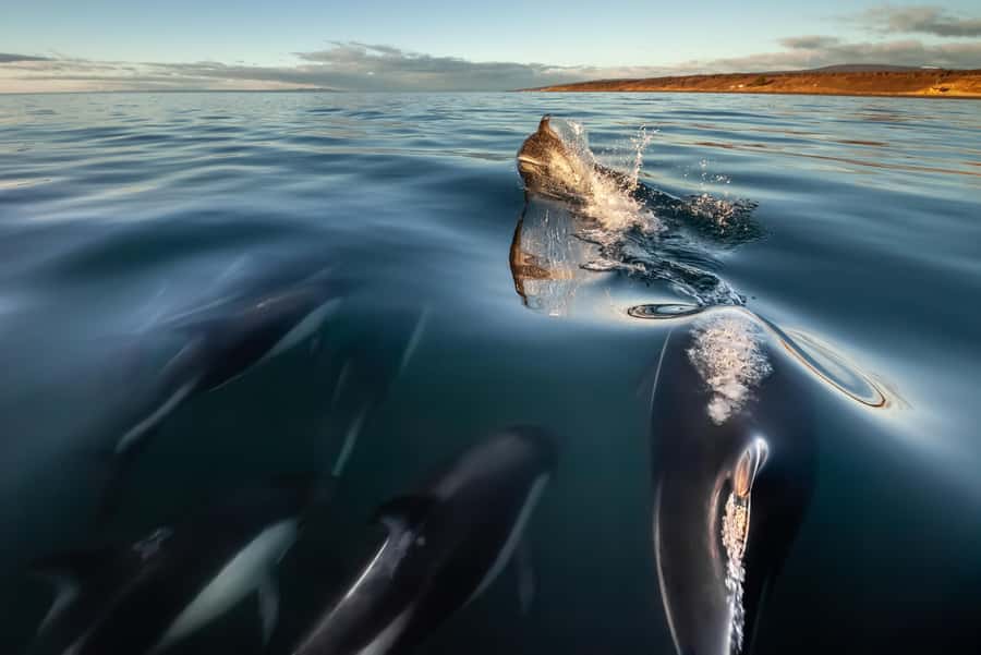 Punta Arenas: Austral Dolphin & Wildlife Watching Boat Tour - Key points to know before booking