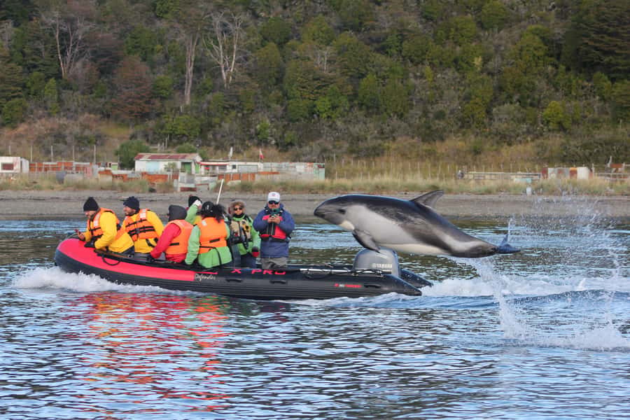 Punta Arenas: Austral Dolphin & Wildlife Watching Boat Tour - The 75-minute Zodiac cruise along the bay