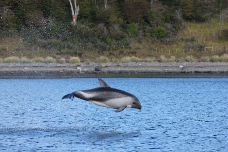 Punta Arenas: Austral Dolphin & Wildlife Watching Boat Tour - Watching austral dolphins without a script