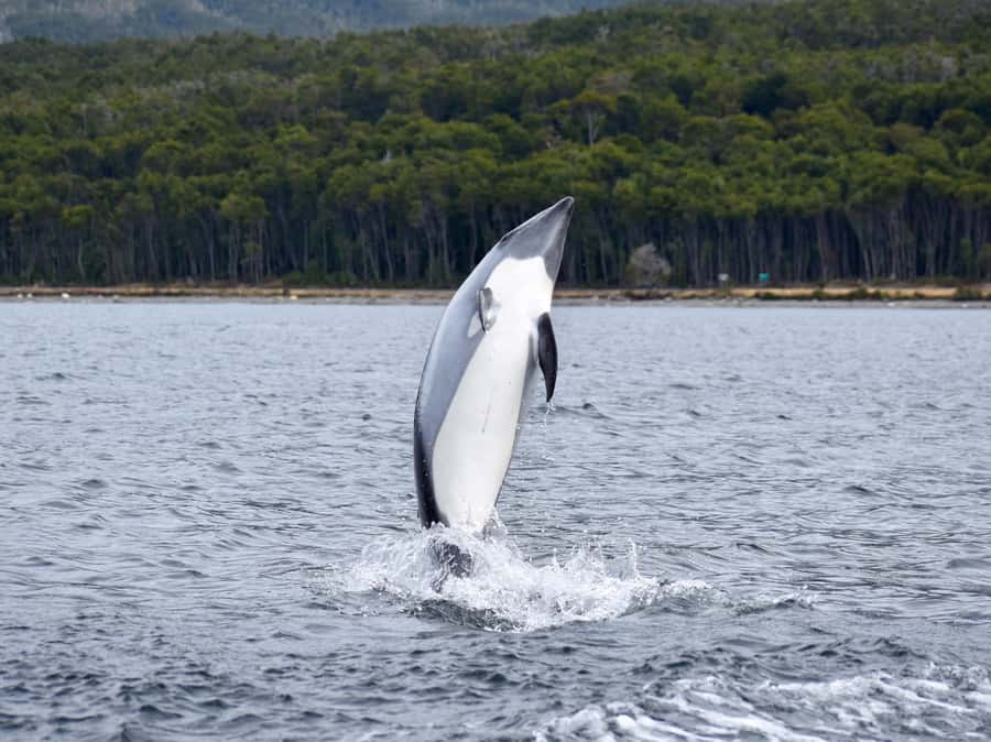 Punta Arenas: Austral Dolphin & Wildlife Watching Boat Tour - Birds, penguins, and the chance of a whale
