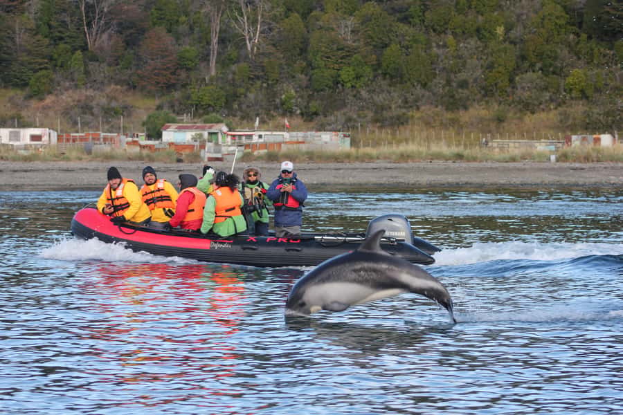 Punta Arenas: Austral Dolphin & Wildlife Watching Boat Tour - Is the $190 price fair?