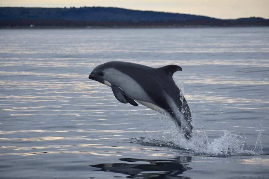 Punta Arenas: Austral Dolphin & Wildlife Watching Boat Tour - Leaving Punta Arenas before the day gets busy