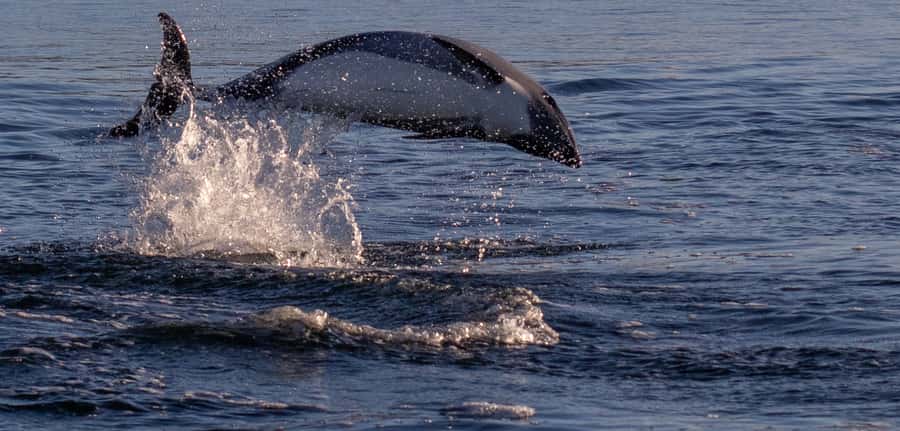 Punta Arenas: Dolphin & Wildlife Watching - Key points before you book