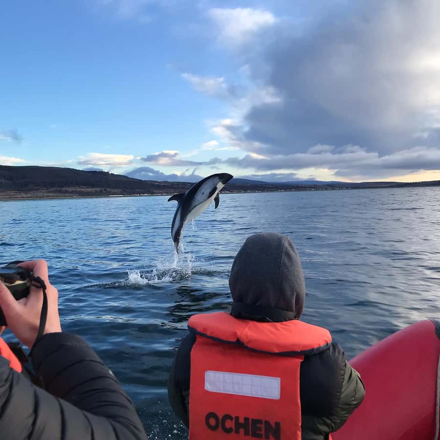 Punta Arenas: Dolphin & Wildlife Watching - The Strait of Magellan adds more than scenery