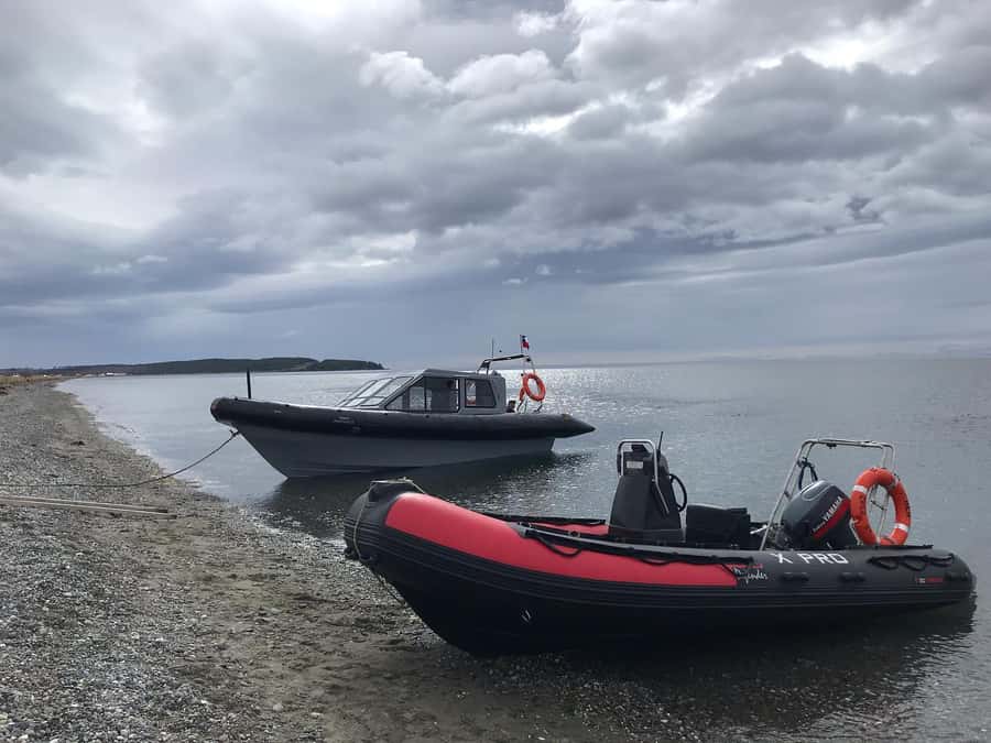 Punta Arenas: Dolphin & Wildlife Watching - Searching for southern dolphins near the coast