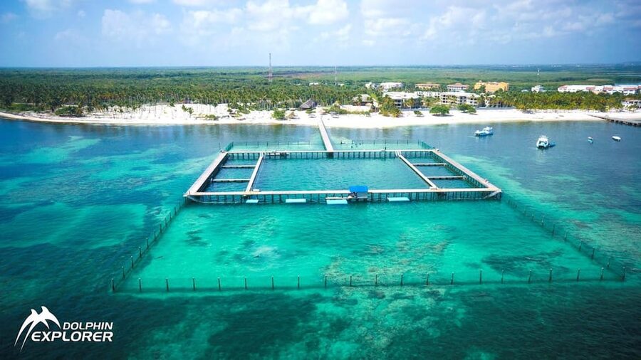Punta Cana Dolphin Adventure: 40-Minute Interaction - Who Should Book This Dolphin Adventure?