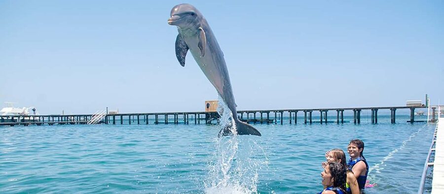 Punta Cana Dolphin Adventure: 40-Minute Interaction - Is the Experience Good for Children?