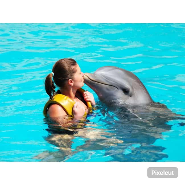 Punta Cana: Dolphin Explorer Park Entry, Swim, or Encounter - Timing, waiting, and group flow