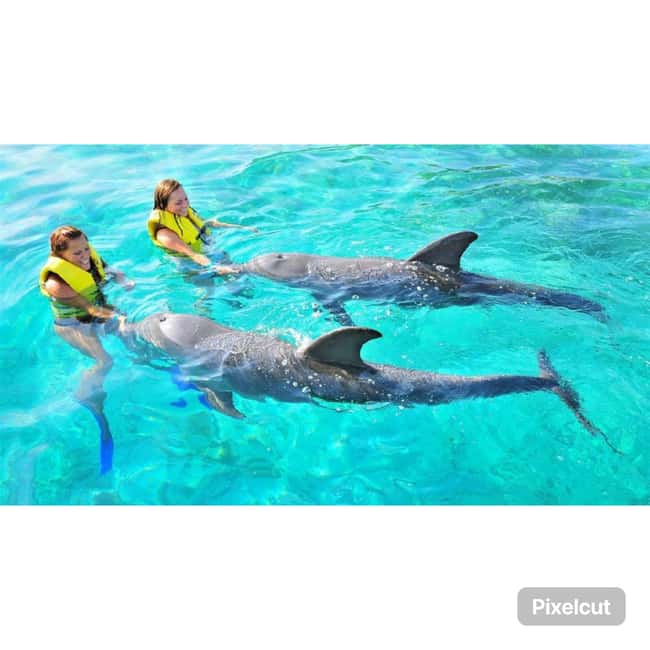 Punta Cana: Dolphin Explorer Park Entry, Swim, or Encounter - The real cost, including photos