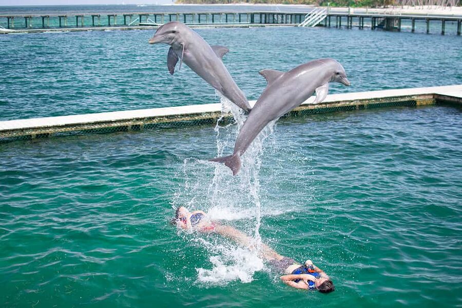Punta Cana: Dolphin Explorer Swims and Interactions - Key points before you book