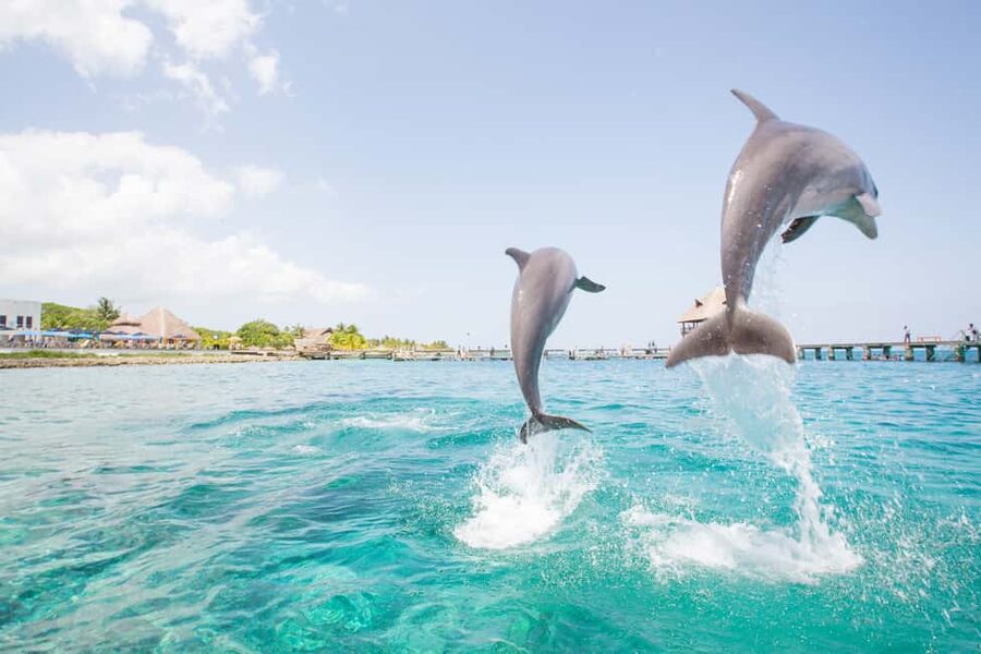 Punta Cana: Dolphin Explorer Swims and Interactions - What to bring, and what can cause trouble