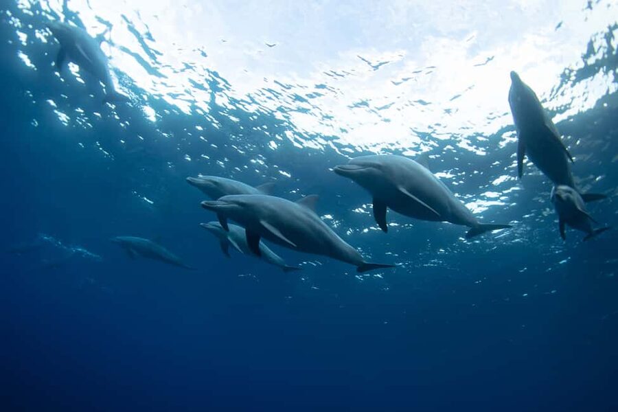 Punta Cana: Dolphin Explorer Swims and Interactions - Who will enjoy this most