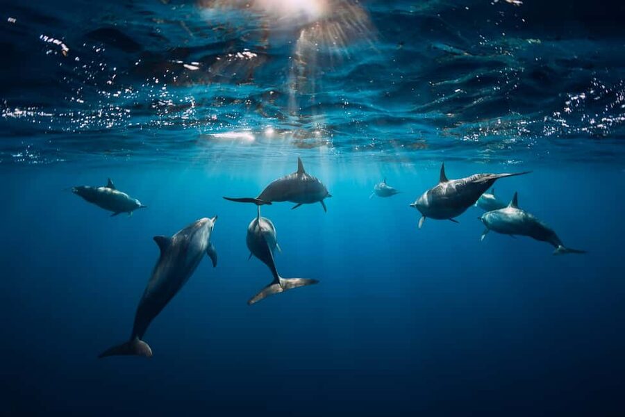Punta Cana: Dolphin Explorer Swims and Interactions - Is the Punta Cana dolphin swim worth booking?