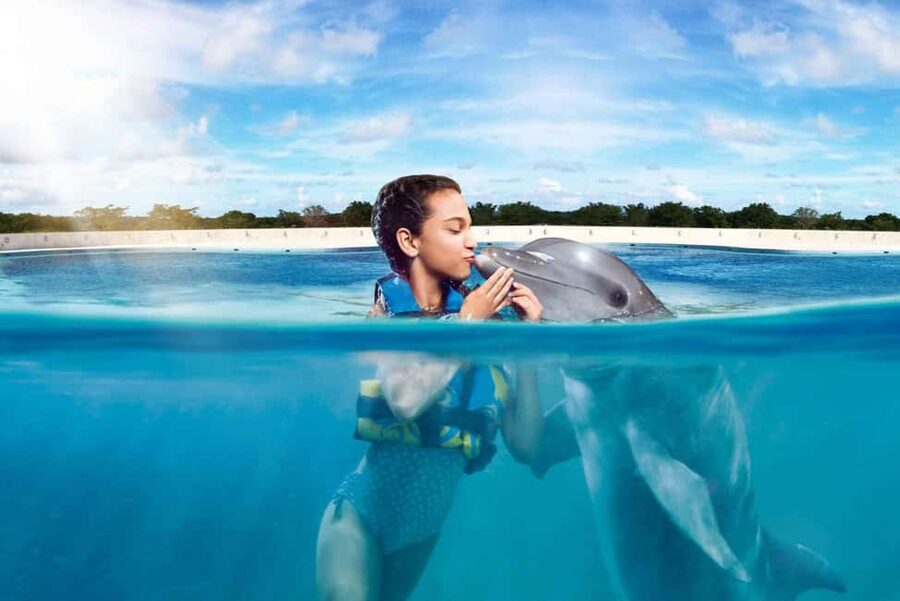 Punta Cana: Dolphin Interaction Experience & Hotel Transfers - Key points at a glance