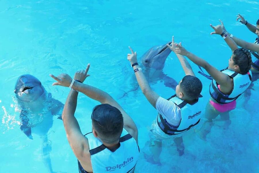 Punta Cana: Dolphin Interaction Experience & Hotel Transfers - Is $140 a fair price?