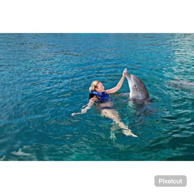 Punta Cana: Dolphin Park Entry and Swim with Dolphins - The sea lion show after the swim