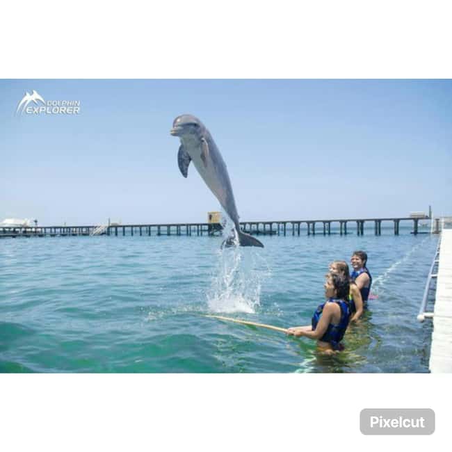 Punta Cana: Dolphin Park Entry and Swim with Dolphins - Hotel pickup can make the day easier