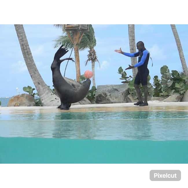 Punta Cana: Dolphin Park Entry and Swim with Dolphins - Safety, comfort, and access