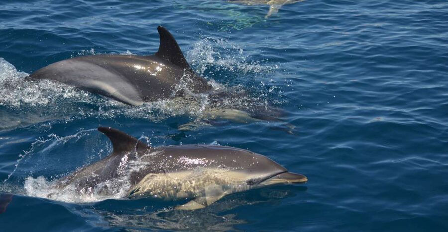 Quarteira: Algarve Coast, Caves and Dolphin Watching Cruise - Key points to know before booking