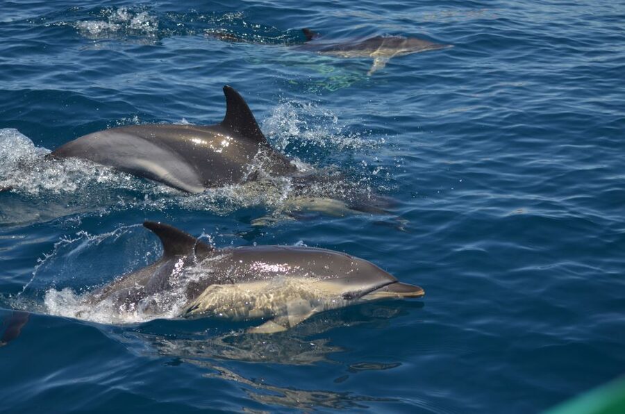 Quarteira: Algarve Coast, Caves and Dolphin Watching Cruise - Olhos de Água and the wildlife search