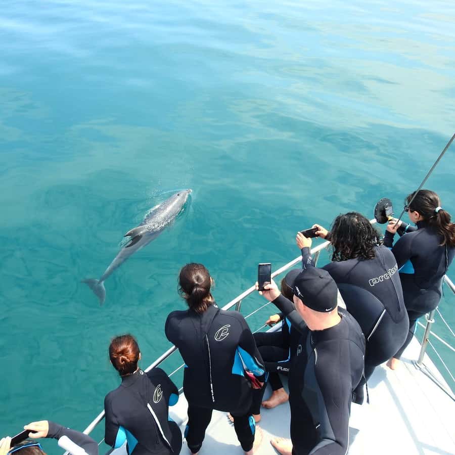 Queenscliff Harbour: 3.5hr Seal & Dolphin Snorkelling Tour - Key things to know before booking
