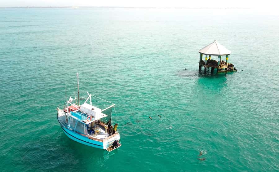 Queenscliff Harbour: 3.5hr Seal & Dolphin Snorkelling Tour - Setting out from Queenscliff Harbour