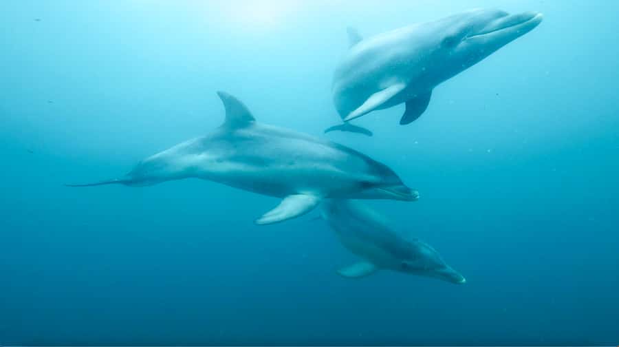 Queenscliff Harbour: 3.5hr Seal & Dolphin Snorkelling Tour - Chinaman’s Hat and the young fur seals