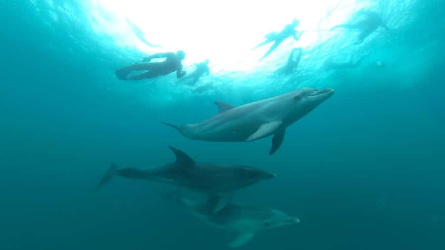 Queenscliff Harbour: 3.5hr Seal & Dolphin Snorkelling Tour - Searching for dolphins across Port Phillip Bay