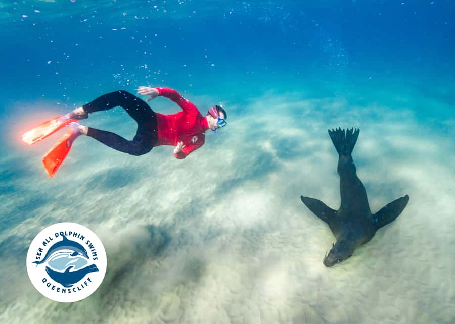 Queenscliff Harbour: 3.5hr Seal & Dolphin Snorkelling Tour - What the $148 price really covers