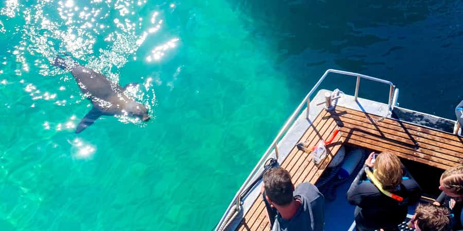 Queenscliff Harbour: 3.5hr Seal & Dolphin Snorkelling Tour - Who should book this experience?