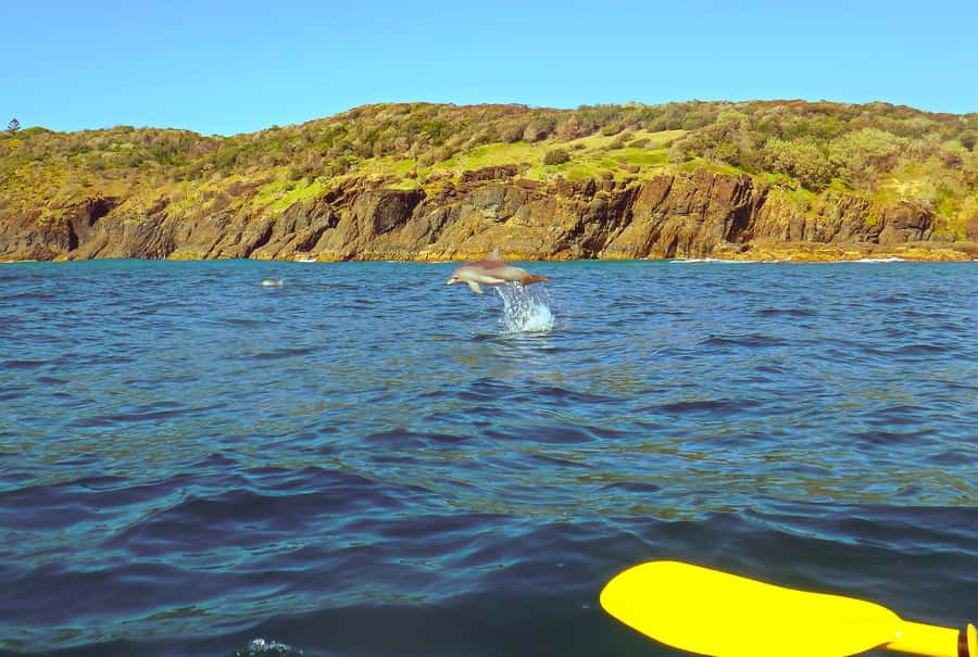 Rainbow Beach: Kayaking with Dolphins and Beach 4WD Tour - Dolphins, turtles, whales, and the luck of the sea