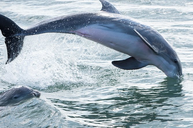 Red Boat Tours - Dolphin Odyssey and Sightseeing Tour - Key points before you book