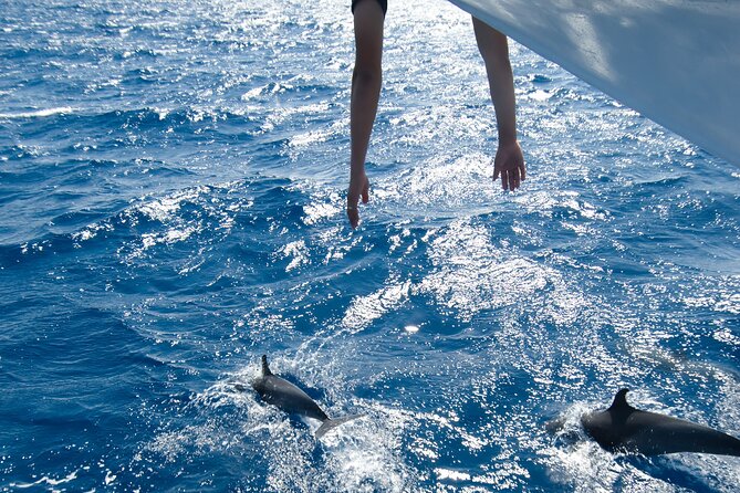 Red Sea Wonders Dolphin House Snorkeling Cruise & Lunch_ Hurghada - Key points to know before booking