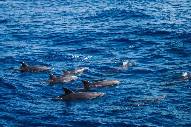 Red Sea Wonders Dolphin House Snorkeling Cruise & Lunch_ Hurghada - Two snorkeling stops among coral and fish