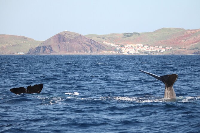 Responsible Whales and/or Dolphins Watching Tour - Key points to know before you book