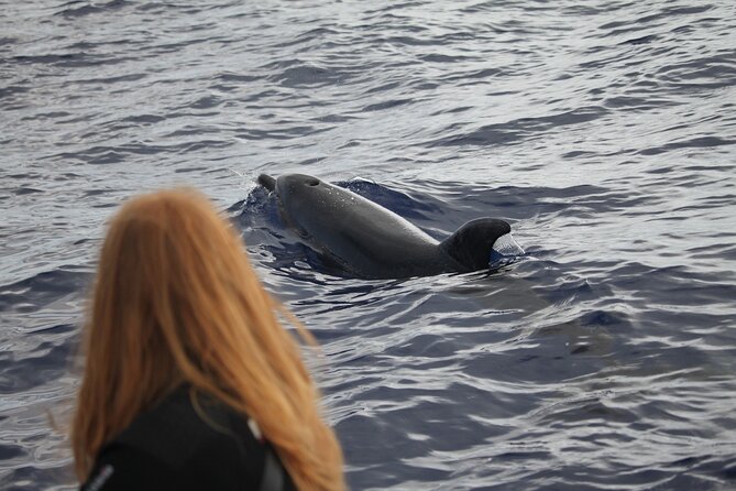 Responsible Whales and/or Dolphins Watching Tour - What the guide adds to the experience