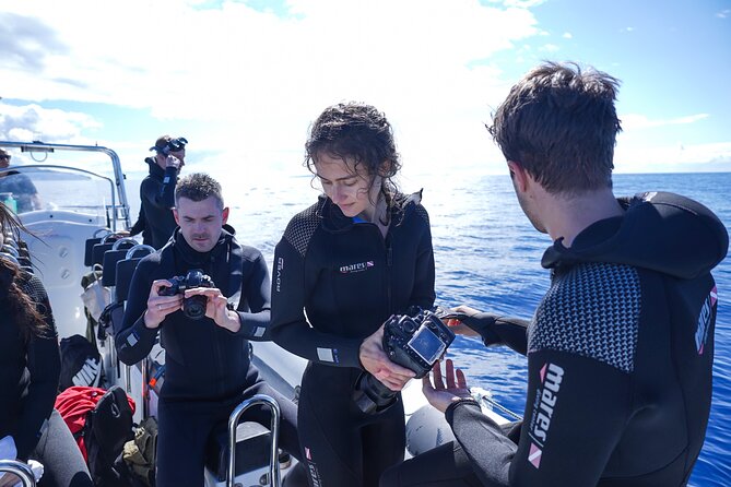 Responsible Whales and/or Dolphins Watching Tour - The wildlife encounters can be excellent